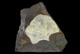 Fossil Ginkgo Leaf From North Dakota - Paleocene #148612-1